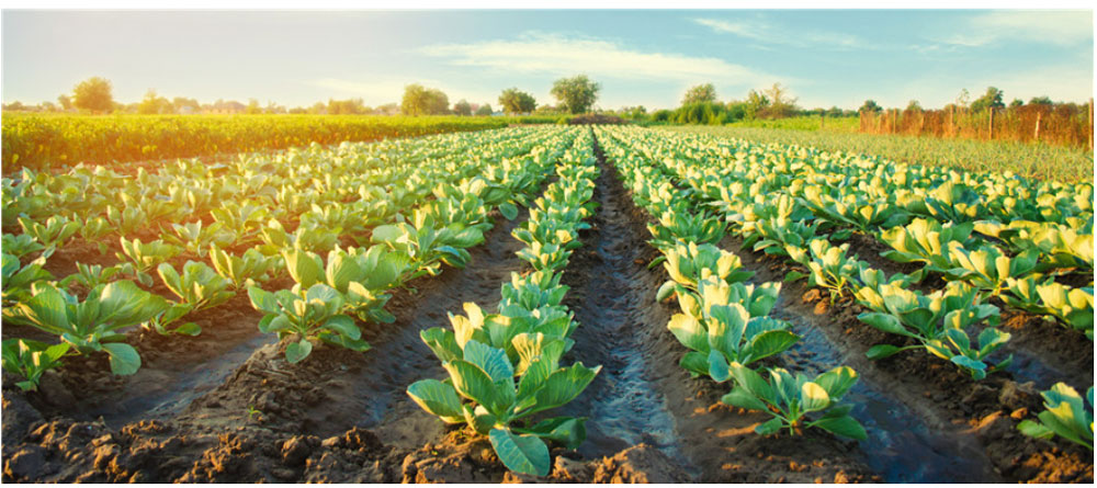 Soluciones de bombas para riego agrícola