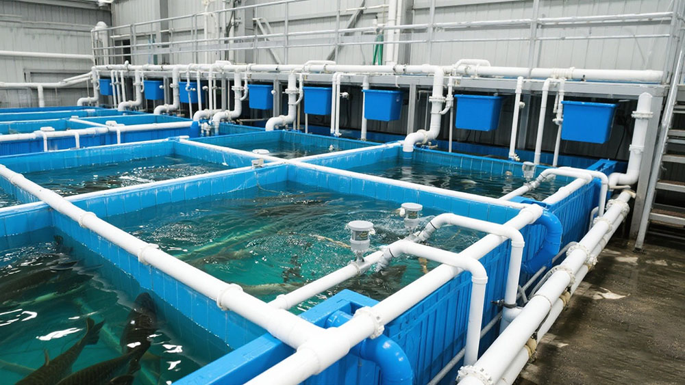 jimeng-2025-06-21-807-Recirculating Aquaculture Systems.jpeg