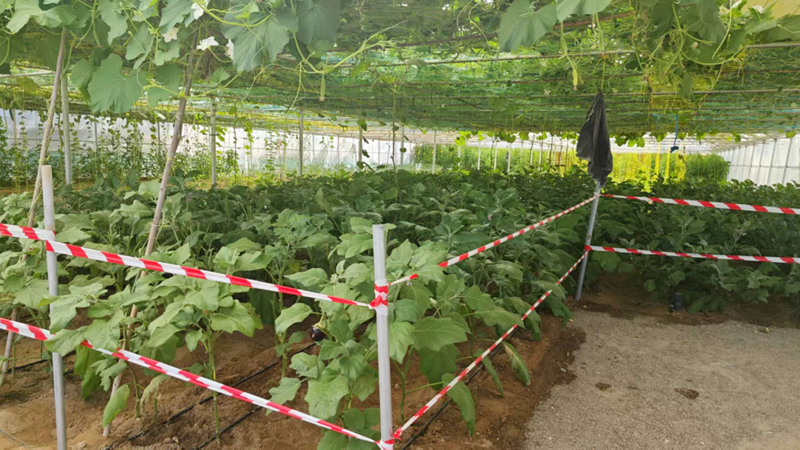 Bombas centrífugas de alto caudal para riego de invernaderos: Un caso práctico de aplicación de la bomba S2DK.