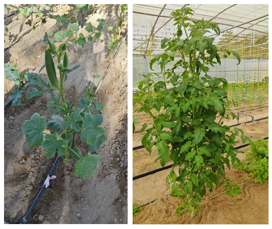 Bombas centrífugas de alto caudal para riego de invernaderos: Un caso práctico de aplicación de la bomba S2DK.