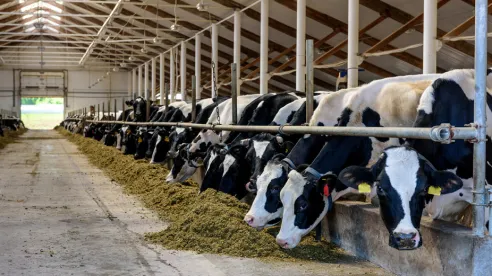 Soluciones de bombas eficientes para la ganadería