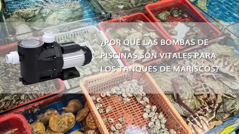 Por qué las bombas de piscina son vitales para los acuarios de mariscos